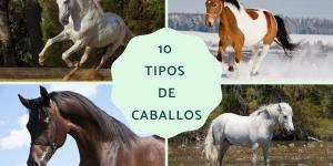 Tipos de caballos