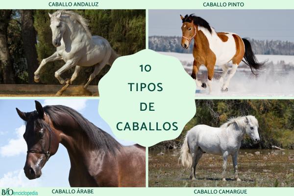 Tipos de caballos