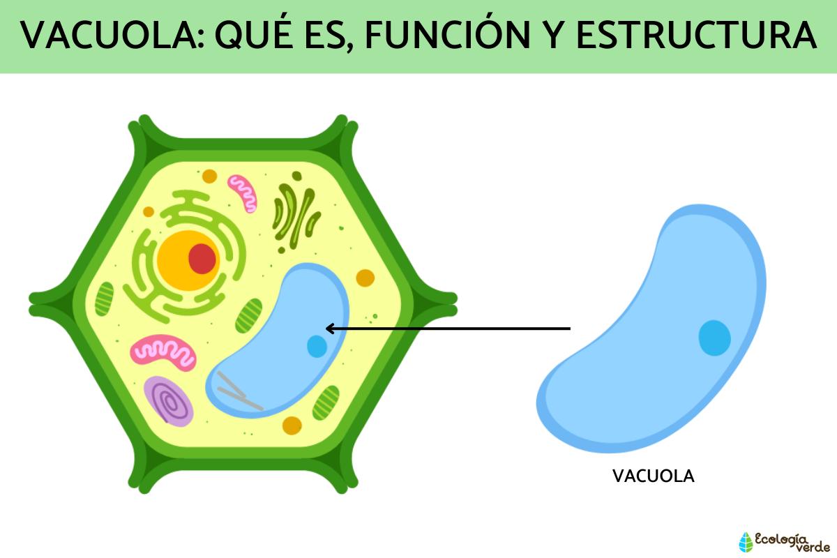 Vacuola: qué es, función y estructura