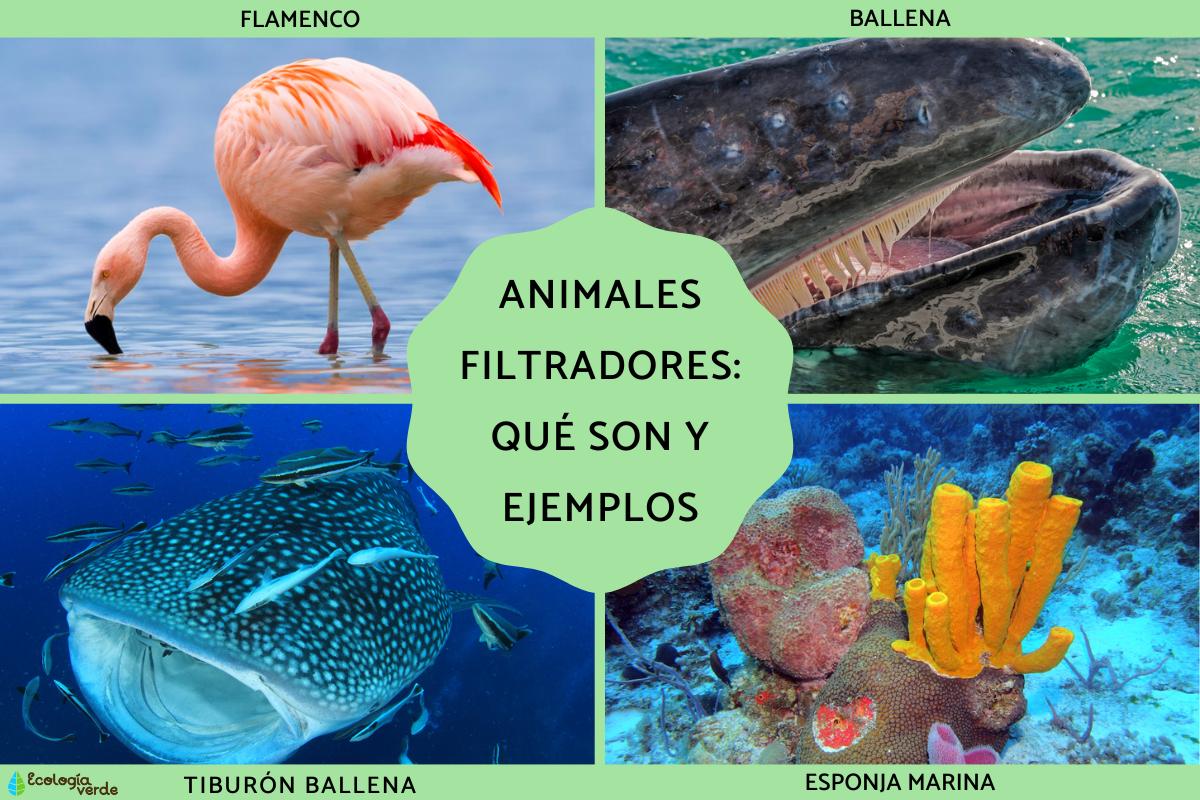 Animales filtradores: qué son y ejemplos