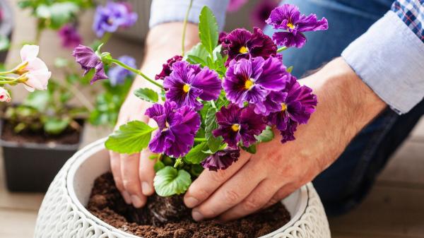 Colocar corchos de vino en las macetas: el truco para conservar la humedad, reducir el riego y proteger las raíces de las plantas
