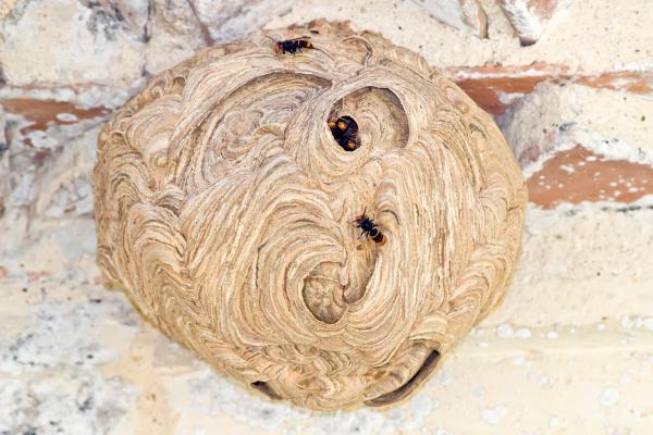 Avispa asiática - Dónde vive la avispa asiática y cómo es su nido