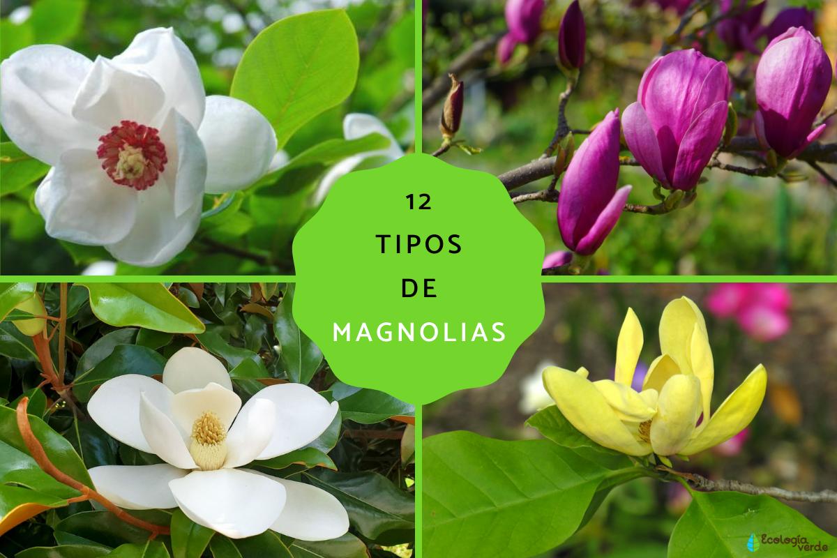 Tipos de magnolias