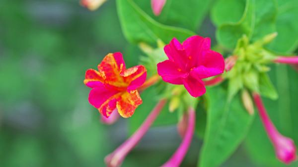 La flor que se abre al atardecer y perfuma el jardín: la planta que todavía puede florecer en otoño - Dondiego de noche: la planta que abre sus flores cuando cae el sol
