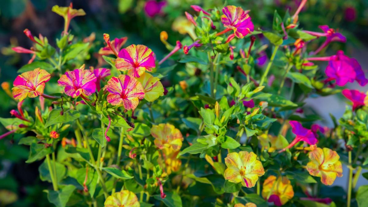 La flor que se abre al atardecer y perfuma el jardín: la planta que todavía puede florecer en otoño
