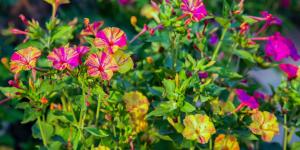 La flor que se abre al atardecer y perfuma el jardín: la planta que todavía puede florecer en otoño