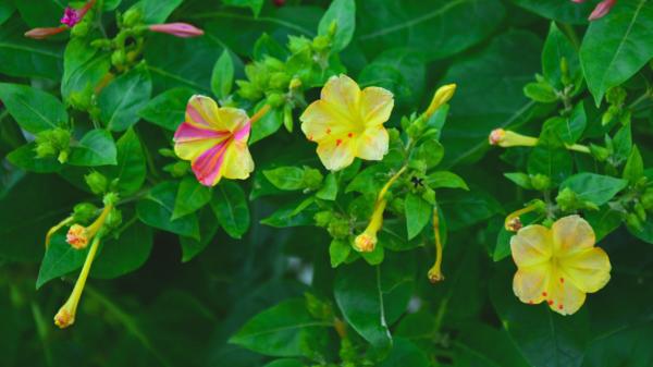 La flor que se abre al atardecer y perfuma el jardín: la planta que todavía puede florecer en otoño - Qué hacer con el dondiego de noche cuando llega el frío