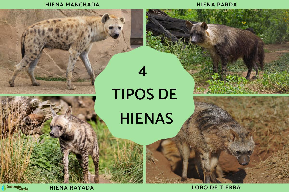 Tipos de hienas