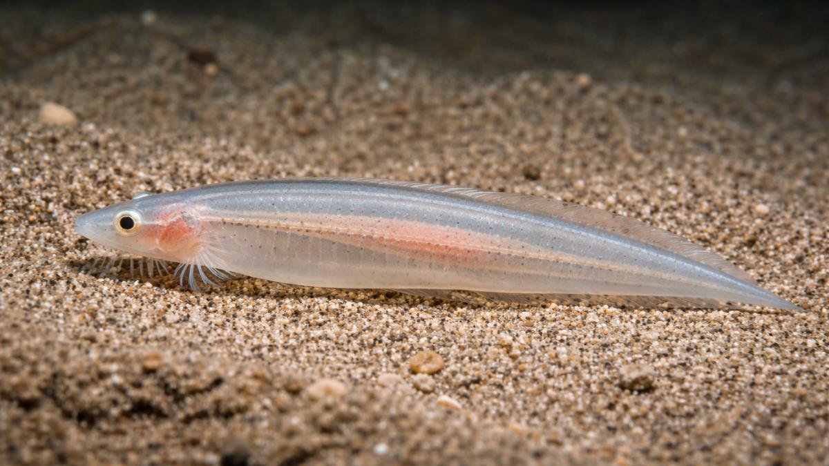 Anfioxos o cefalocordados: qué son, características y ejemplos