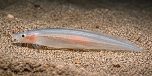 Anfioxos o cefalocordados: qué son, características y ejemplos