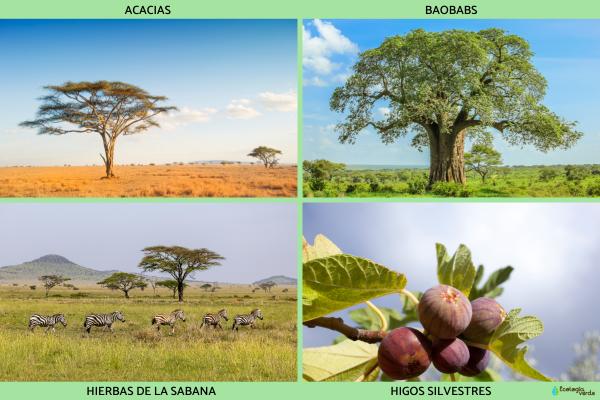 Serengueti: qué es, dónde está, animales, gran migración e importancia ecológica - ¿Cómo es la flora del Serengueti? 