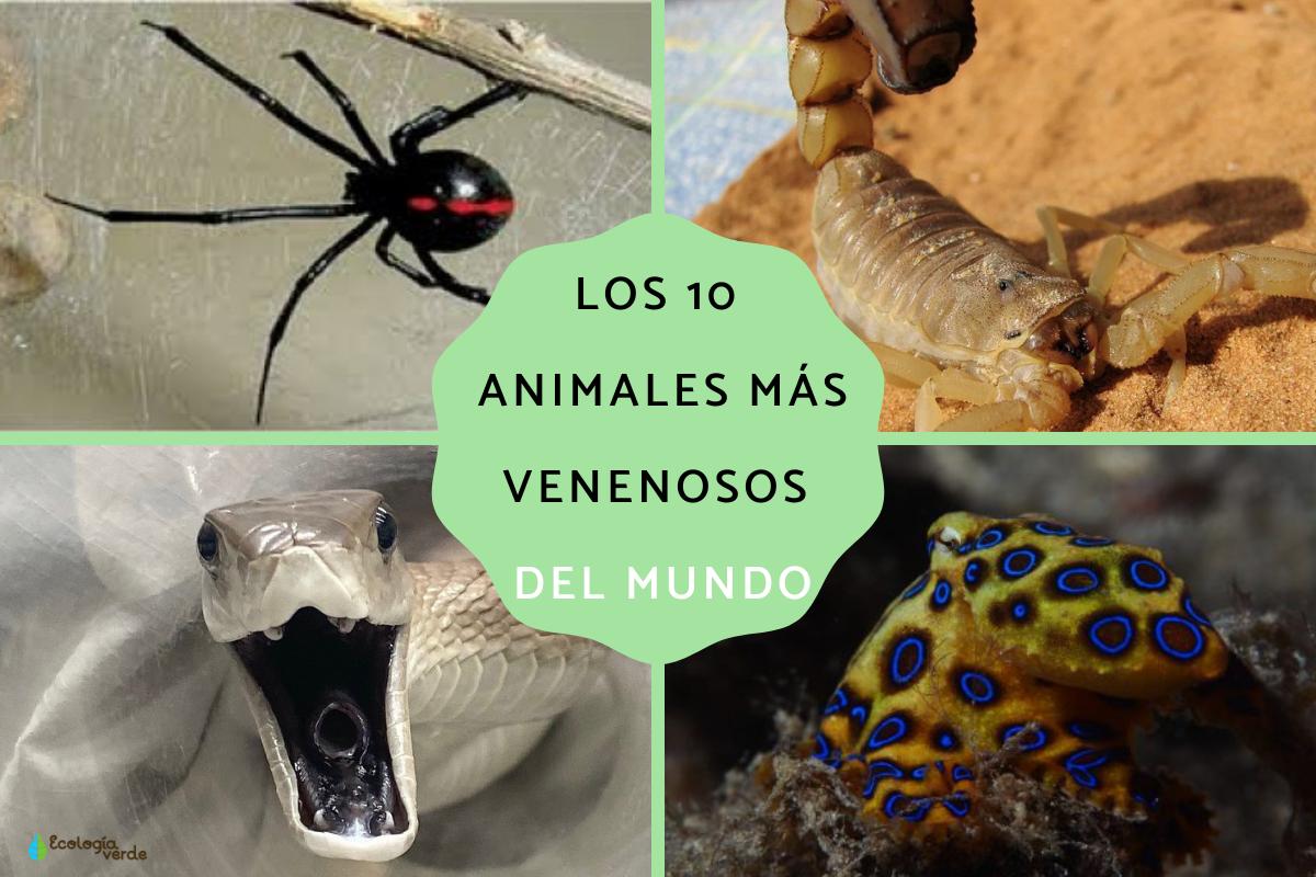 Cuáles son los animales más venenosos del mundo
