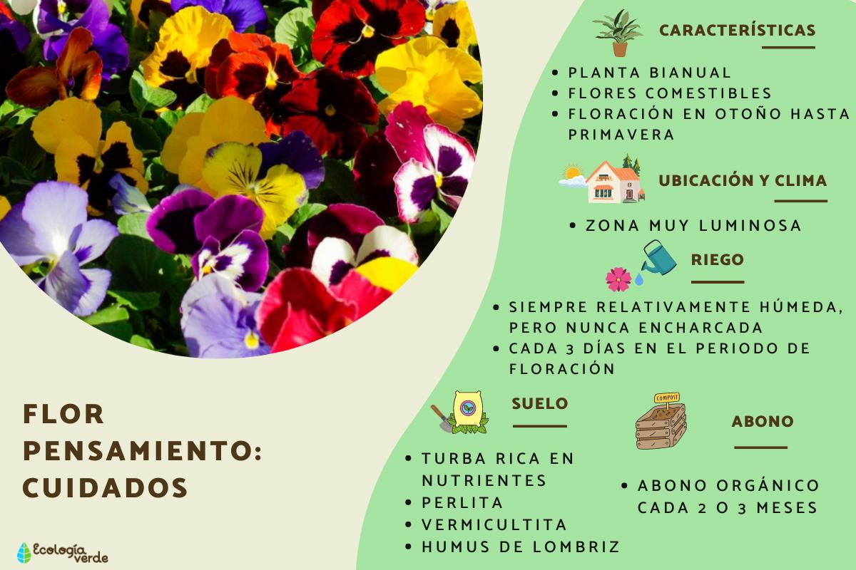 Flor pensamiento o Viola wittrockiana: cuidados, riego y poda