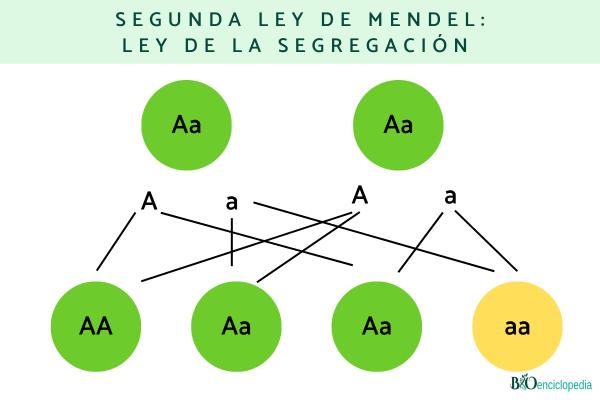 Leyes de Mendel: qué son y ejemplos - Ley de la segregación