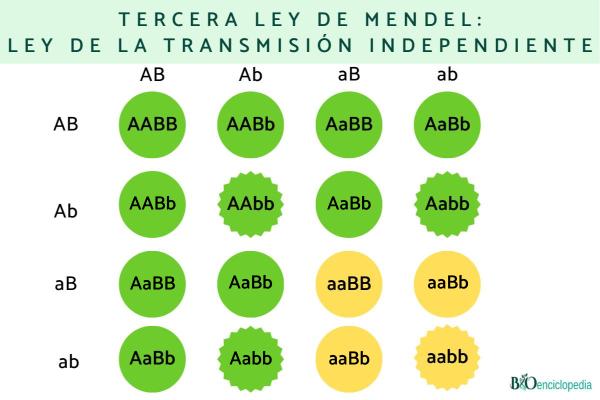 Leyes de Mendel: qué son y ejemplos - Ley de la transmisión independiente