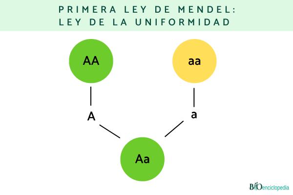 Leyes de Mendel: qué son y ejemplos - Ley de la uniformidad 