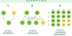 Leyes de Mendel: qué son y ejemplos