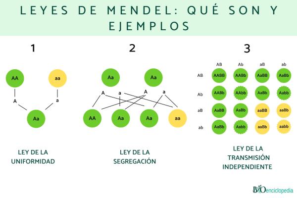 Leyes de Mendel: qué son y ejemplos