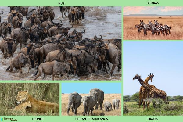 Serengueti: qué es, dónde está, animales, gran migración e importancia ecológica - ¿Qué animales viven en el Serengueti? 