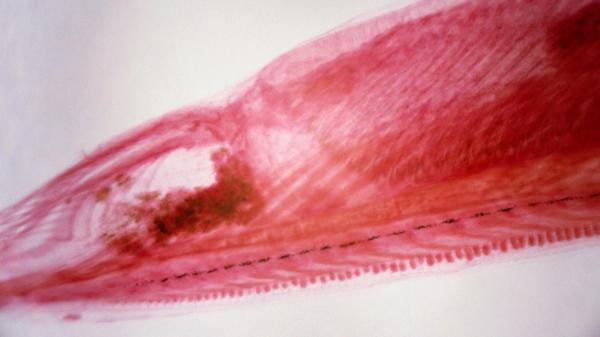 Anfioxos o cefalocordados: qué son, características y ejemplos - ¿Qué son los anfioxos o cefalocordados?