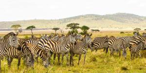 Serengueti: qué es, dónde está, animales, gran migración e importancia ecológica