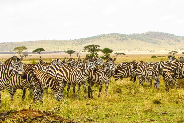 Serengueti: qué es, dónde está, animales, gran migración e importancia ecológica