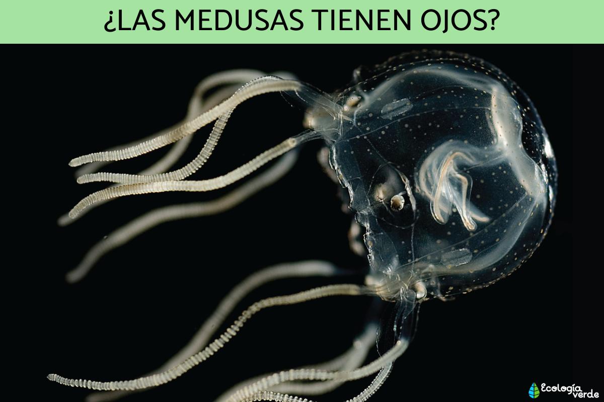 ¿Las medusas tienen ojos?