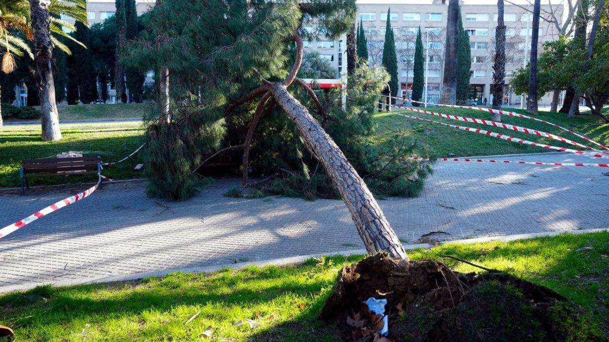 Qué está provocando el fuerte viento en Cataluña y por qué este temporal es diferente a otros