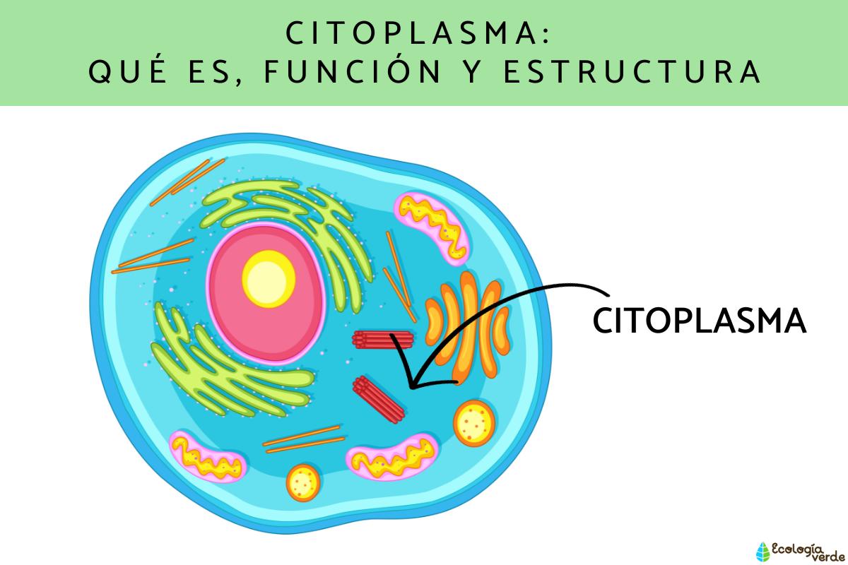 Citoplasma: qué es, función y estructura