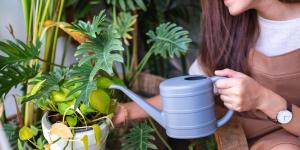 Exceso de riego en plantas: estos son los síntomas a los que debes prestar atención y así puedes recuperarlas