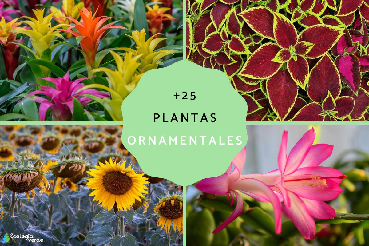 Plantas ornamentales: qué son, tipos, nombres e imágenes