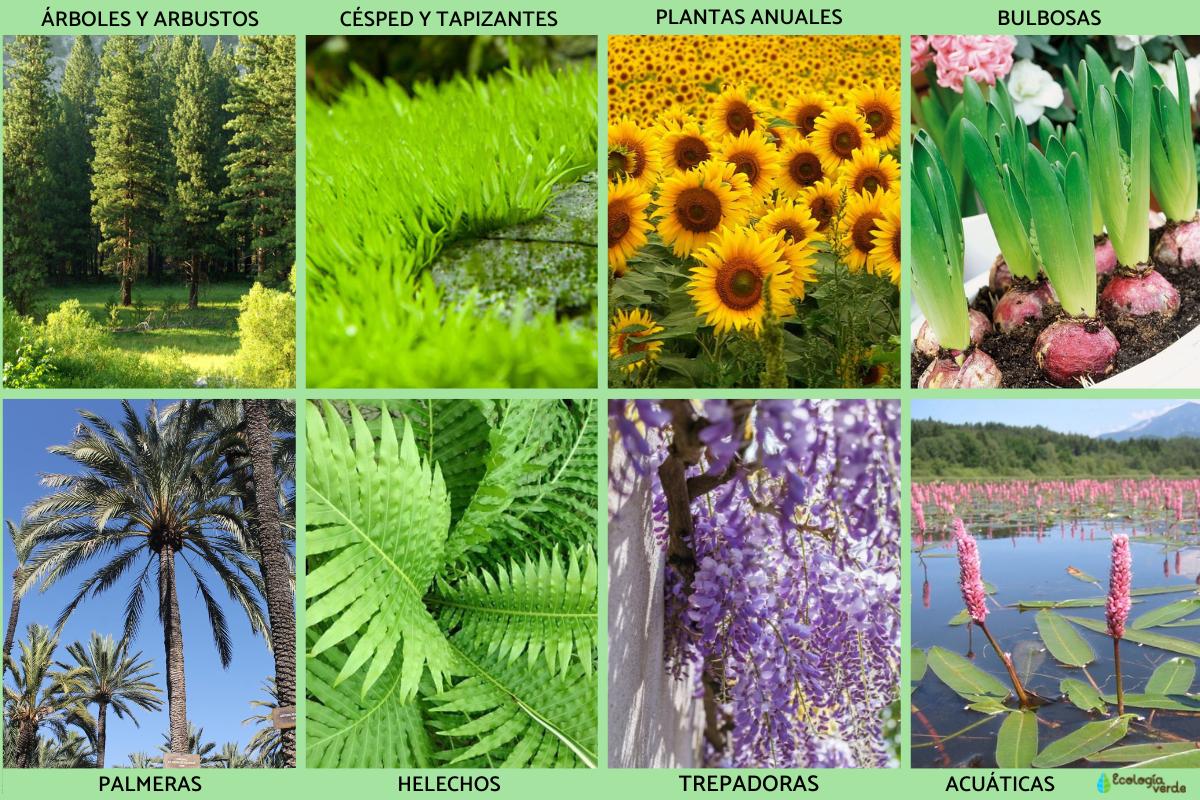 Lista De Nombres De Plantas De La Selva Tropical Foto De Mujeres Con Lista De Nombres De Plantas De La Selva Tropical Foto De Mujeres Con