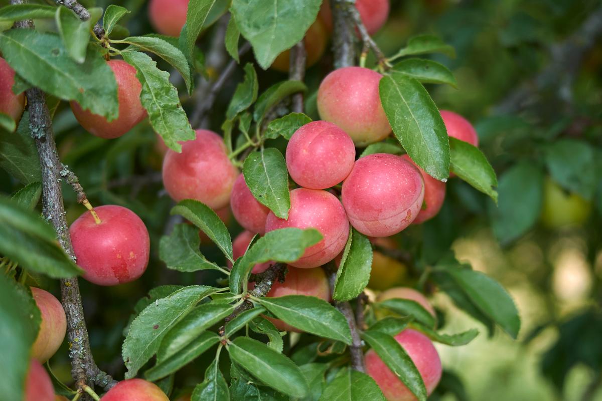 8 tipos de ciruelas - Nombres y fotos