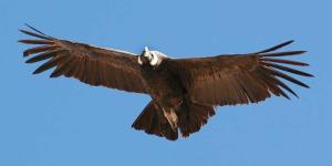 Cóndor de los Andes