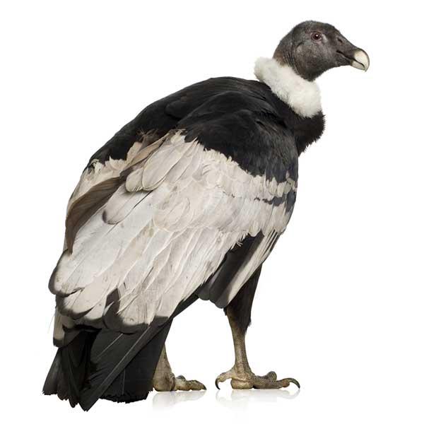 Cóndor de los Andes - Distribución y hábitat del cóndor de los Andes