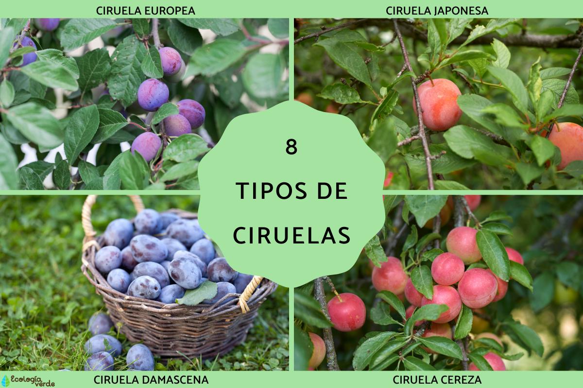 Tipos de ciruelas