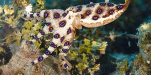 Pulpo de anillos azules