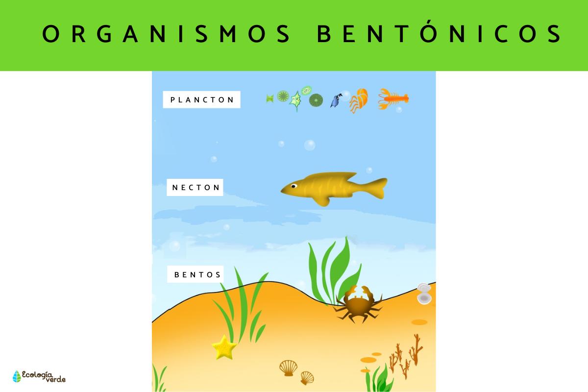 Qué son los organismos bentónicos: ejemplos y características