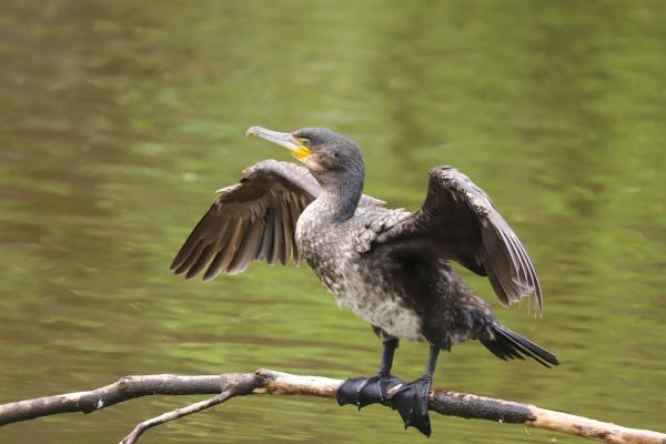 Cormorán grande - Amenazas y conservación del cormorán grande