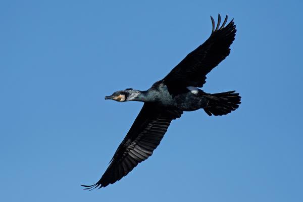 Cormorán grande - Características del cormorán grande