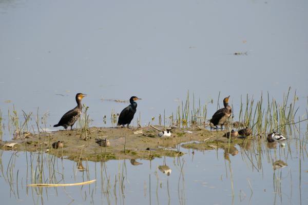 Cormorán grande - Dónde vive el cormorán grande