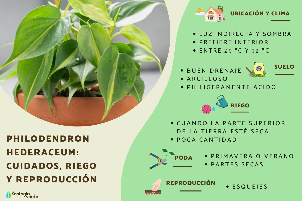 Philodendron hederaceum: cuidados, riego y reproducción
