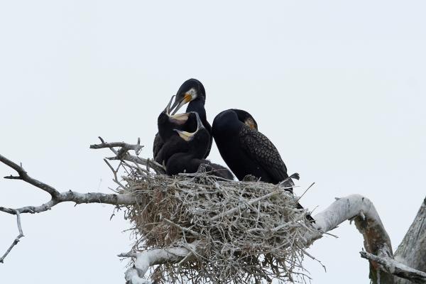 Cormorán grande - Reproducción del cormorán grande