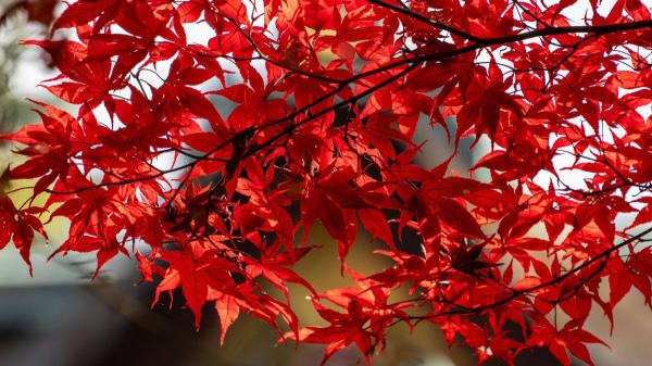 Los 5 árboles que conviene plantar este otoño en el jardín: llenan de color el exterior y crecen fuertes - Arce japonés: colores intensos en otoño y cuidados sencillos