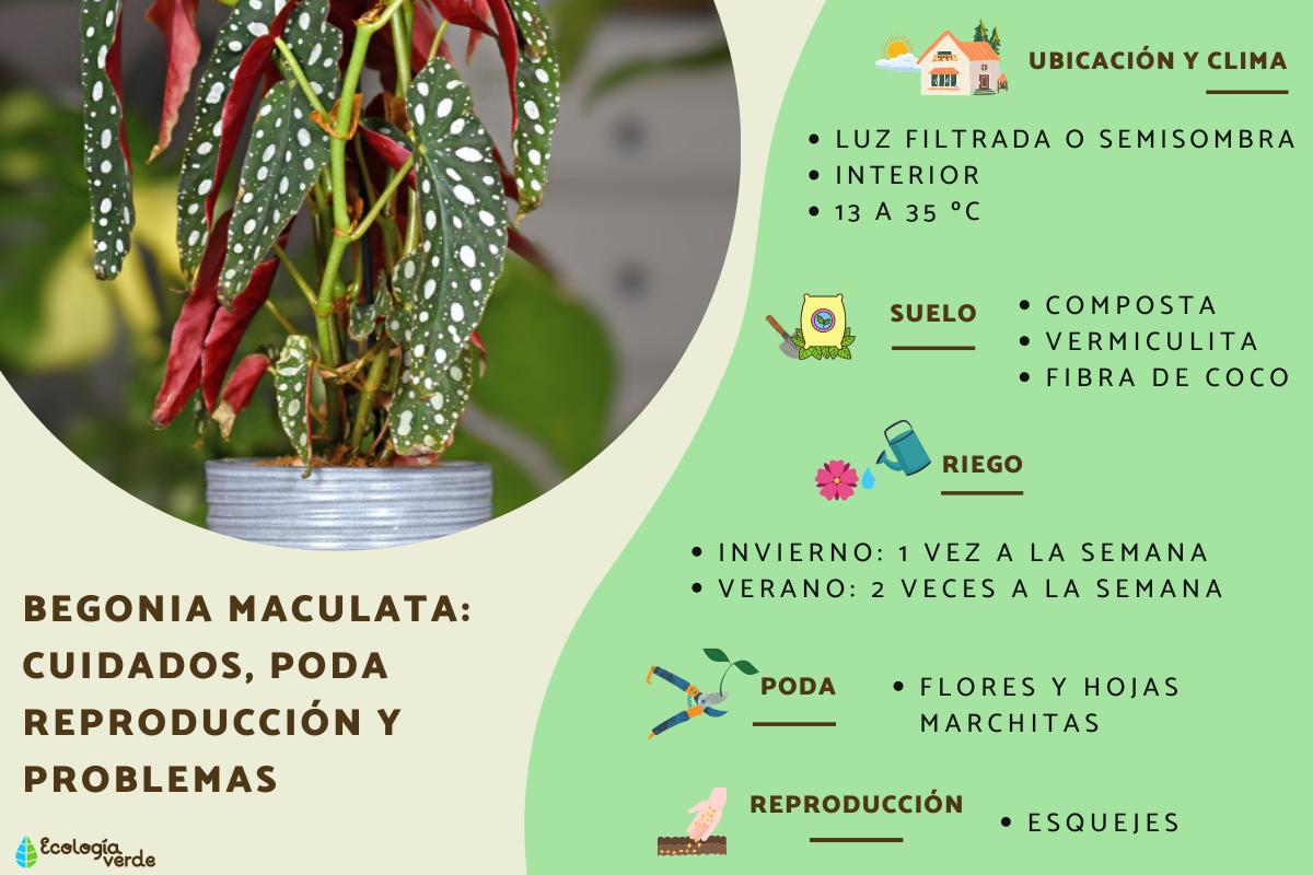 Begonia maculata: cuidados, cómo podarla, reproducción y problemas