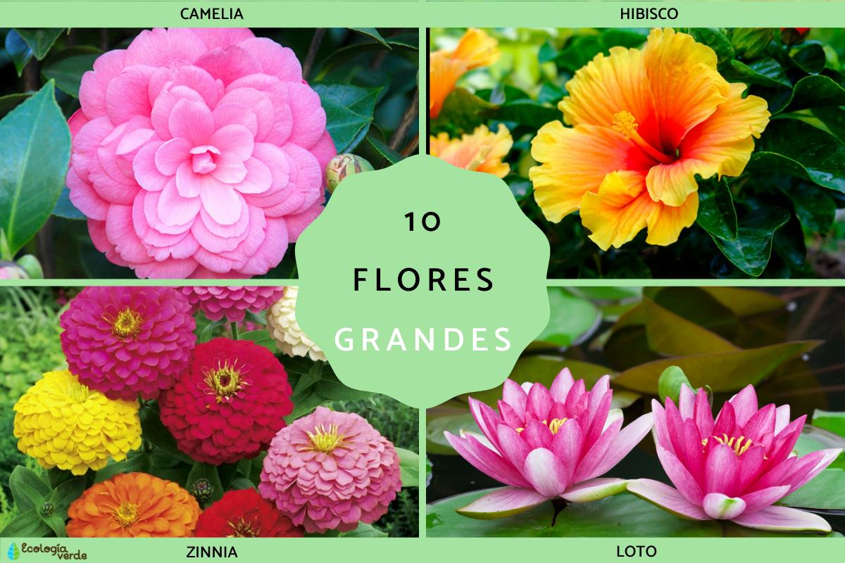 Flores grandes