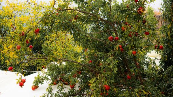 Los 5 árboles que conviene plantar este otoño en el jardín: llenan de color el exterior y crecen fuertes - Granado: flores, frutos y color con poco riego