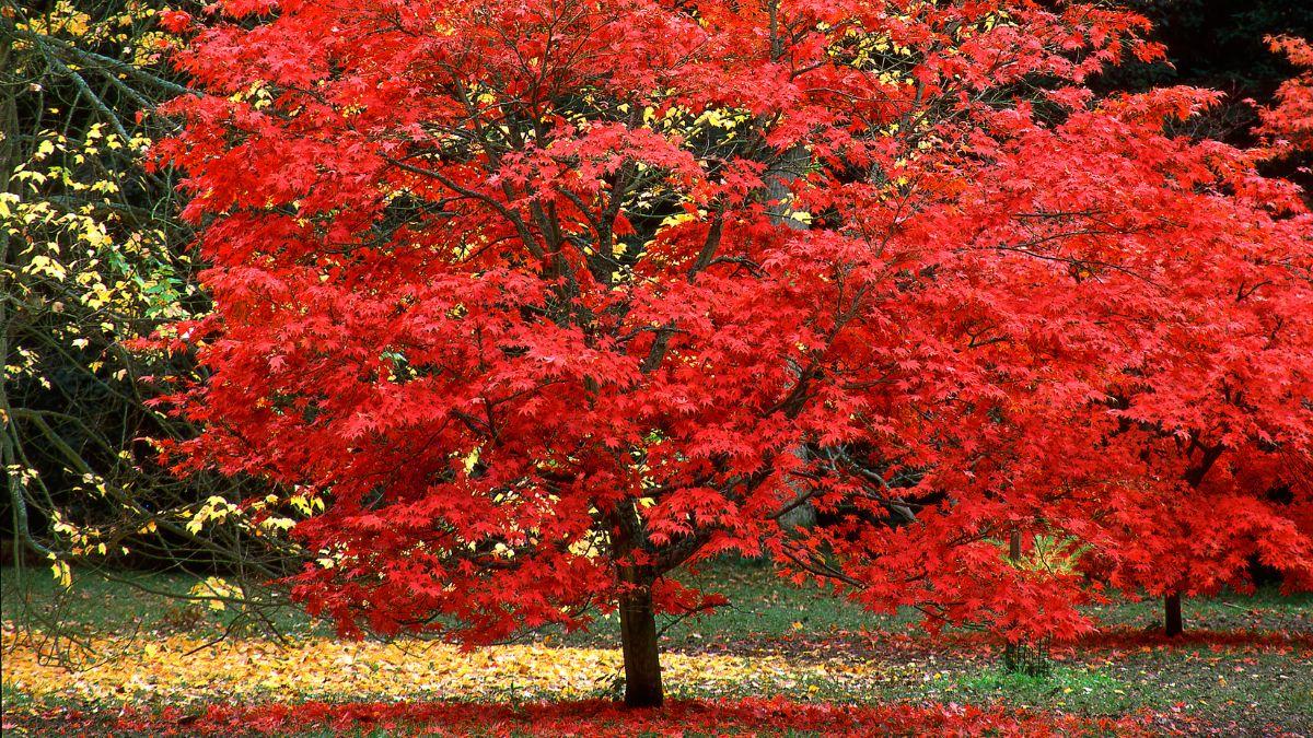 Los 5 árboles que conviene plantar este otoño en el jardín: llenan de color el exterior y crecen fuertes