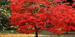 Los 5 árboles que conviene plantar este otoño en el jardín: llenan de color el exterior y crecen fuertes