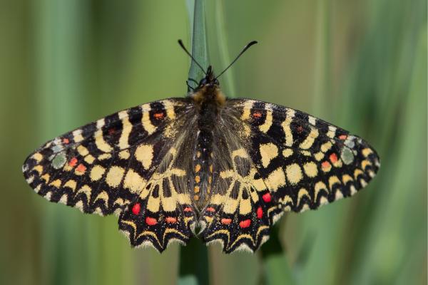 Tipos de mariposas - Mariposa arlequín (Zerynthia rumina)